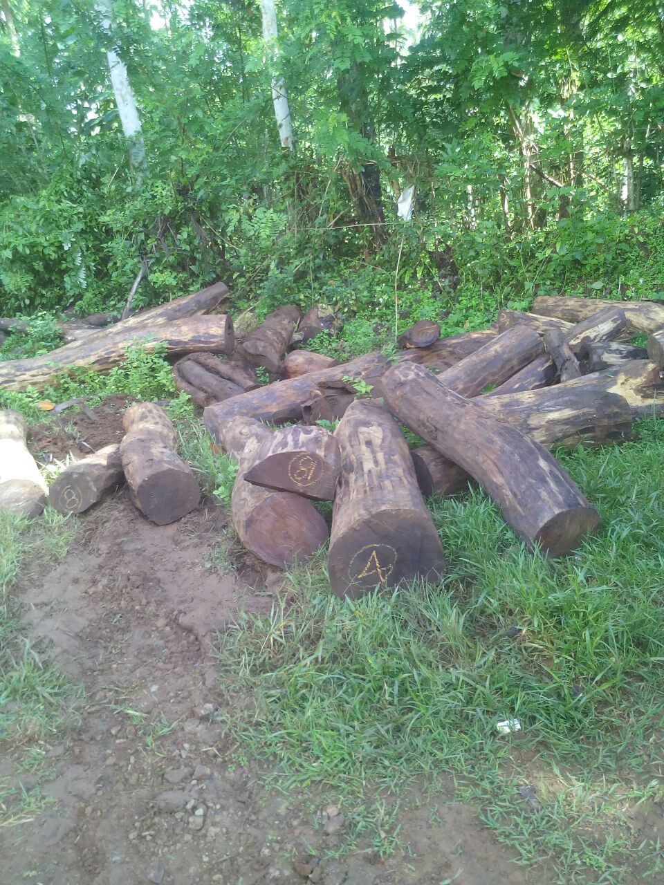 ಬೀಟೆ ಮರ ಕಳವು: ಇಬ್ಬರ ಬಂಧನ